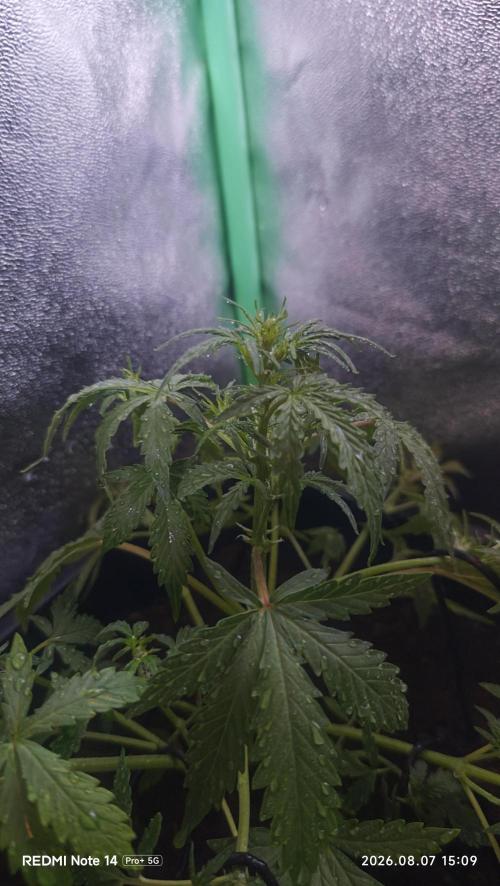 sherbet queen01. Week 5 - 42 cm. palissage mis en place. température extérieure 42°. cabine 30° 55% humidité. 2L par 3 jours. 