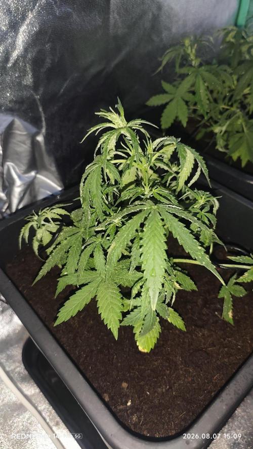 sherbet queen01. Week 5 - 22 cm. palissage mis en place. température extérieure 42°. cabine 30° 55% humidité. 2L par 3 jours. 