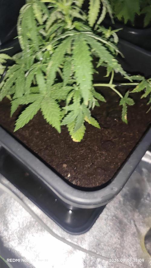 sherbet queen01. Week 5 - 20 cm. palissage mis en place. température extérieure 42°. cabine 30° 55% humidité. 2L par 3 jours. 