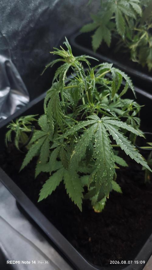 sherbet queen01. Week 5 - 20cm. palissage mis en place. température extérieure 42°. cabine 30° 55% humidité. 2L par 3 jours. 