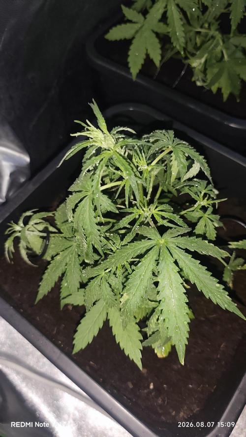 sherbet queen01. Week 5 - 42 cm. palissage mis en place. température extérieure 42°. cabine 30° 55% humidité. 2L par 3 jours. 