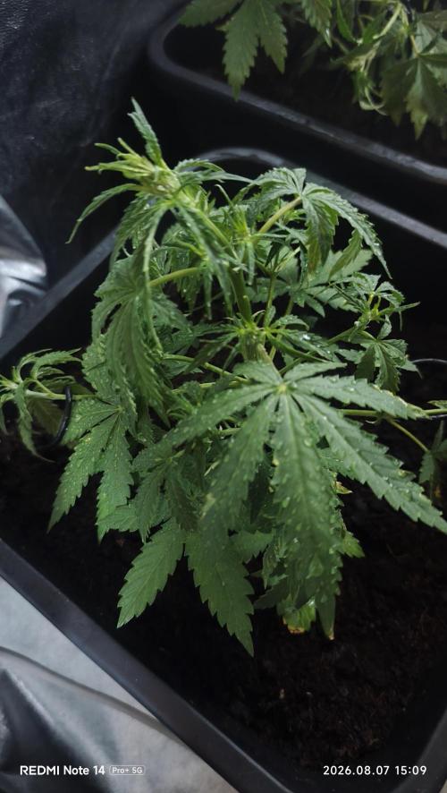 sherbet queen01. Week 5 - 42 cm. palissage mis en place. température extérieure 42°. cabine 30° 55% humidité. 2L par 3 jours. 