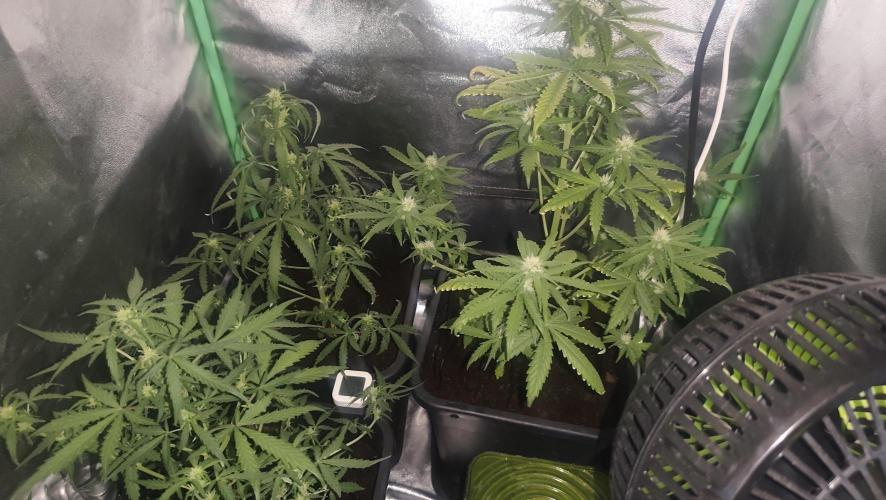 sherbet queen01. Week 6
