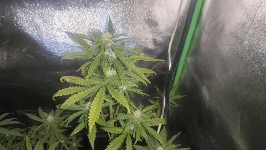 sherbet queen01. Week 6 - 55cm, 2L d'eau tout les 3 jours. palissage en place, petite taille. 31° en journée, 50% humidité. 