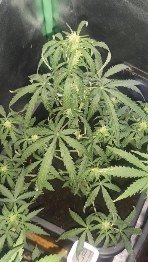 sherbet queen01. Week 6 - 40cm, 2L d'eau tout les 3 jours. palissage en place, petite taille. 31° en journée, 50% humidité. 
