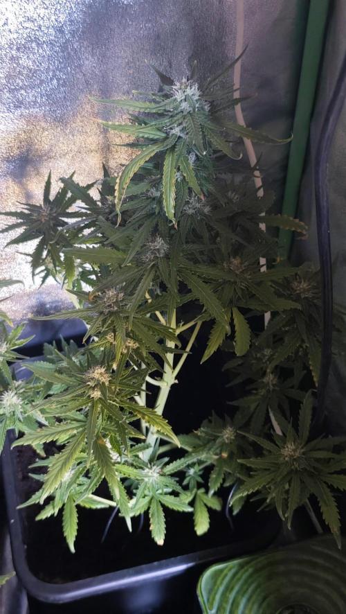sherbet queen01. Week 7 - 55cm 1ml de green sensation. température 28°, 55% d'humidité. taille et palissage réajuster. 