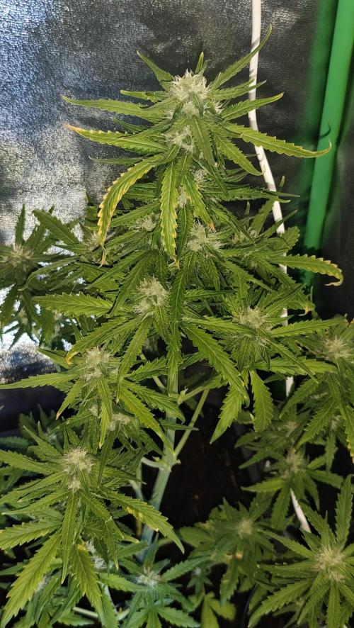 sherbet queen01. Week 7 - 55cm 1ml de green sensation. température 28°, 55% d'humidité. taille et palissage réajuster. 