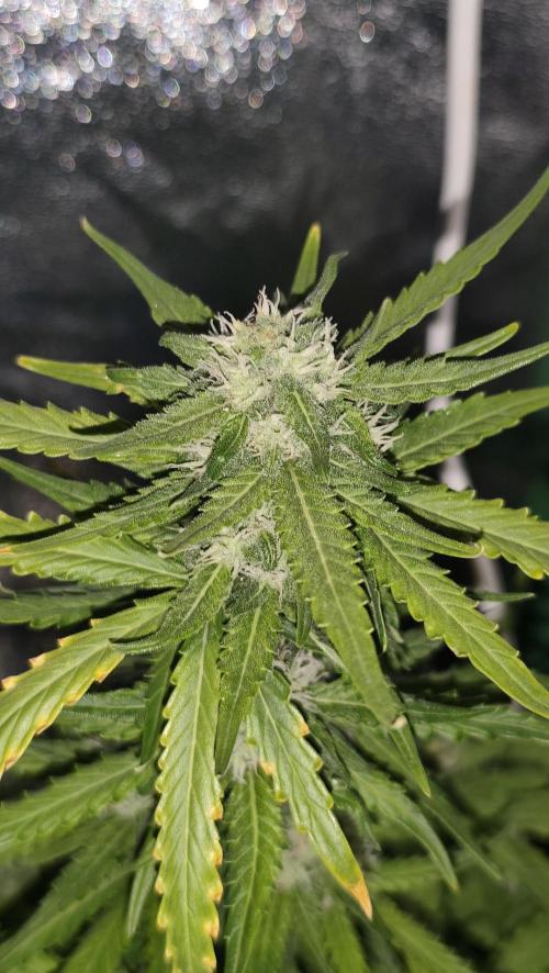 sherbet queen01. Week 7 - 48cm 1ml de green sensation. température 28°, 55% d'humidité. taille et palissage réajuster. 