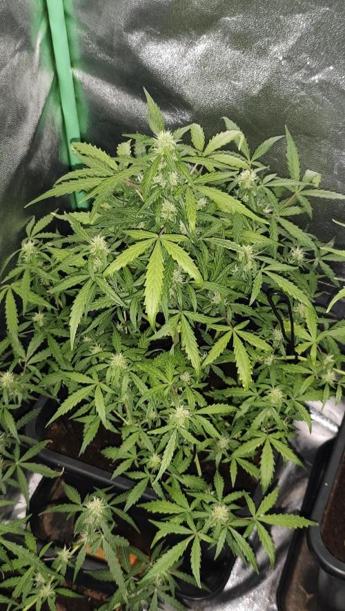 sherbet queen01. Week 7 - 48cm 1ml de green sensation. température 28°, 55% d'humidité. taille et palissage réajuster. 
