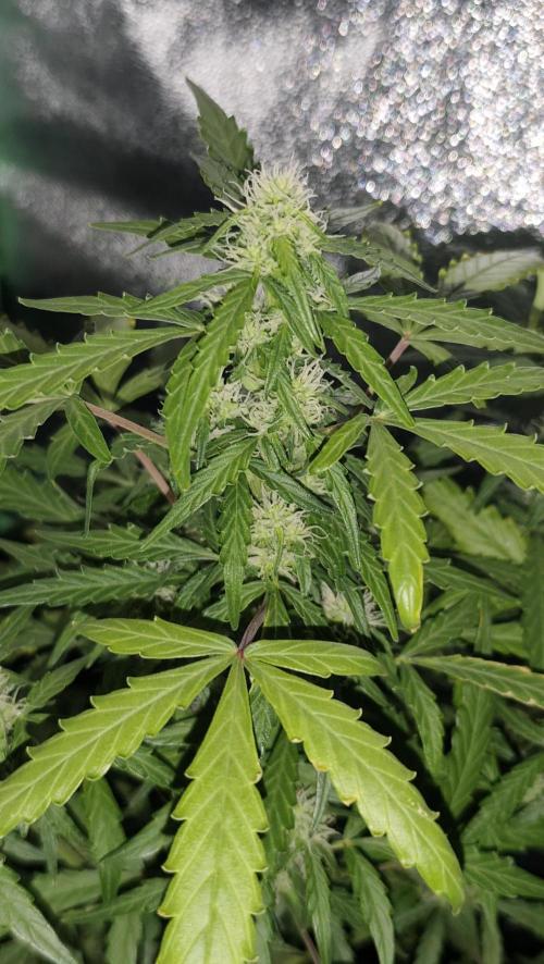 sherbet queen01. Week 7 - 47cm 1ml de green sensation. température 28°, 55% d'humidité. taille et palissage réajuster. 