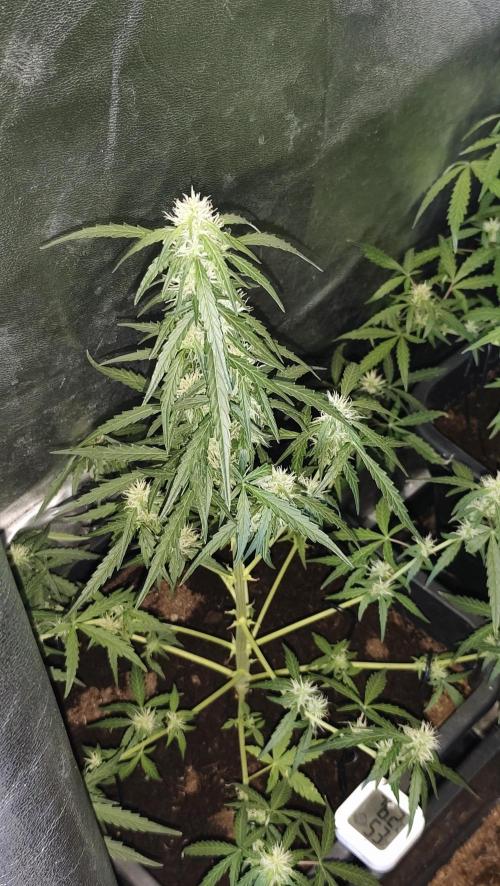 sherbet queen01. Week 7 - 47cm 1ml de green sensation. température 28°, 55% d'humidité. taille et palissage réajuster. 