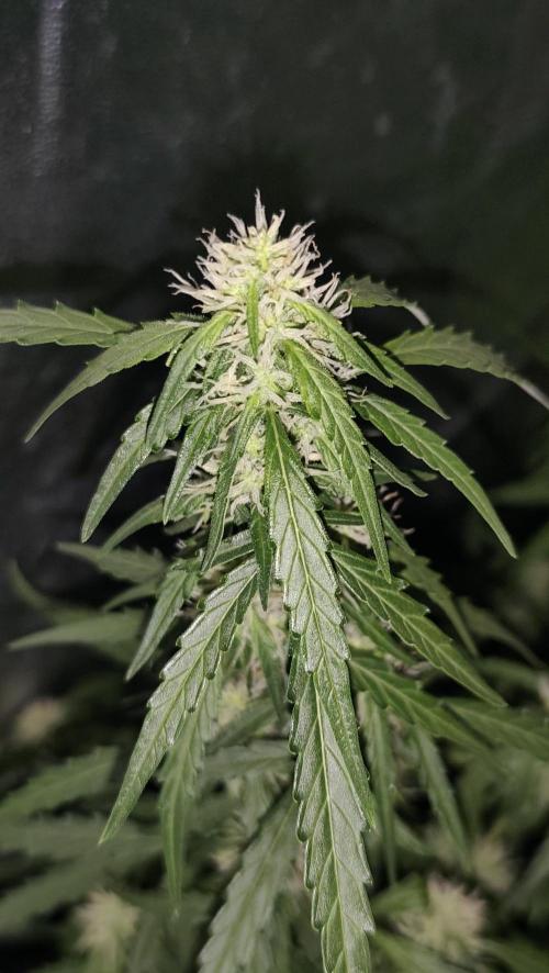 sherbet queen01. Week 7