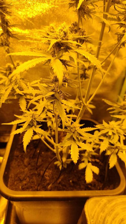 sherbet queen01. Week 7