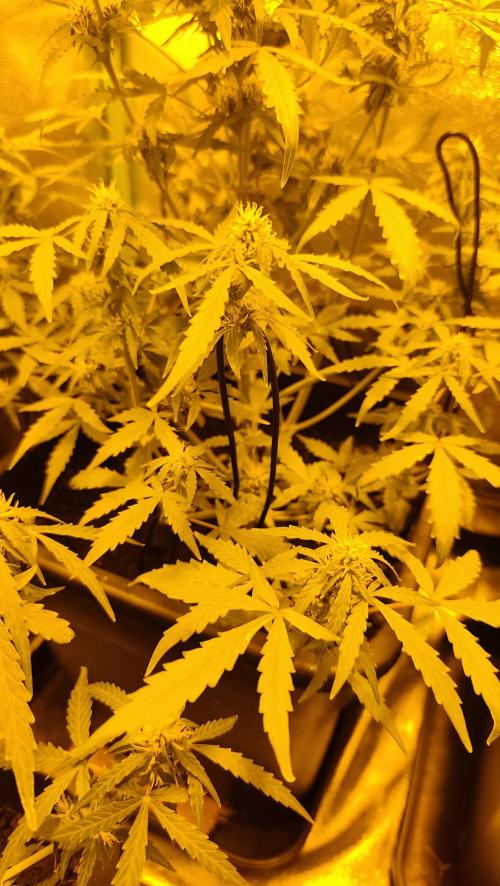 sherbet queen01. Week 7