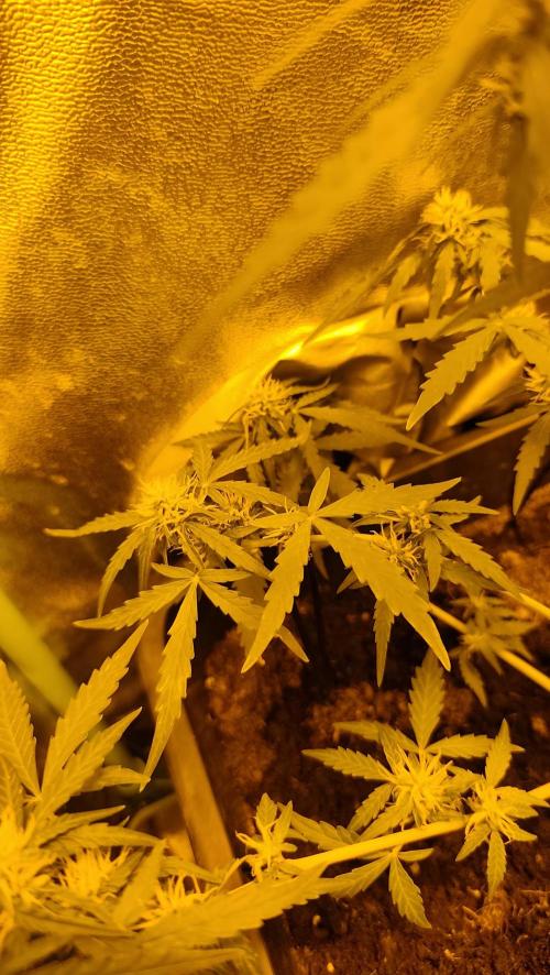 sherbet queen01. Week 7