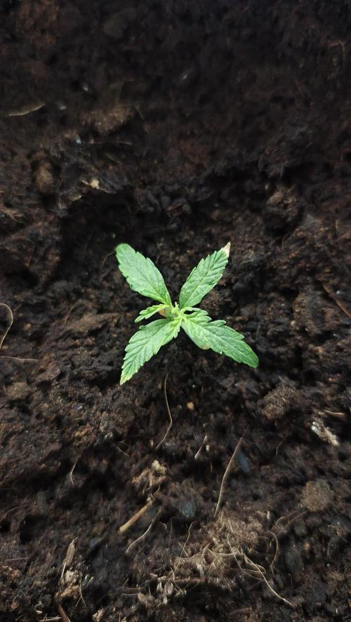 gelato auto01. Week 2