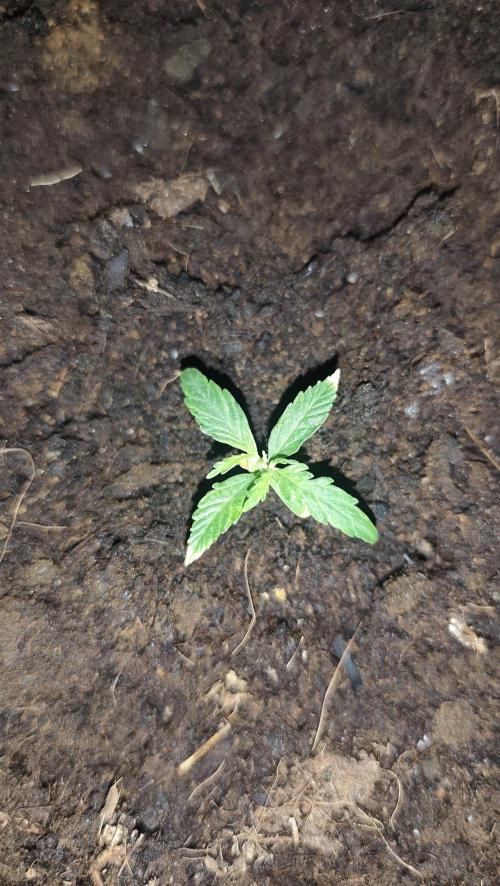gelato auto01. Week 2