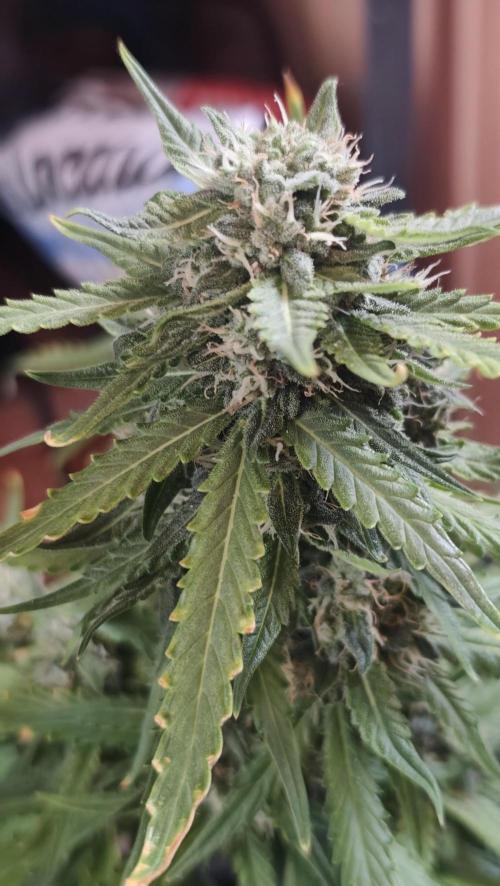 sherbet queen01. Week 8 - 56 cm. 