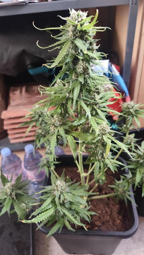 sherbet queen01. Week 8 - 56cm