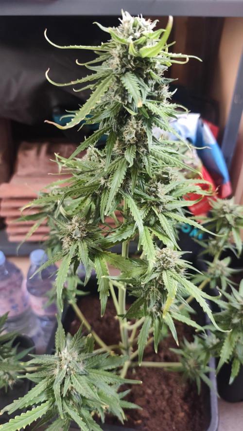 sherbet queen01. Week 8 - 56cm