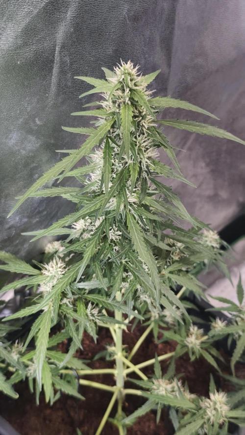 sherbet queen01. Week 8 - 48 cm