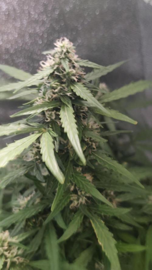 sherbet queen01. Week 8