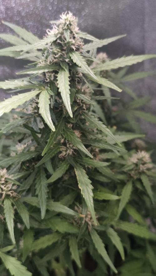 sherbet queen01. Week 8