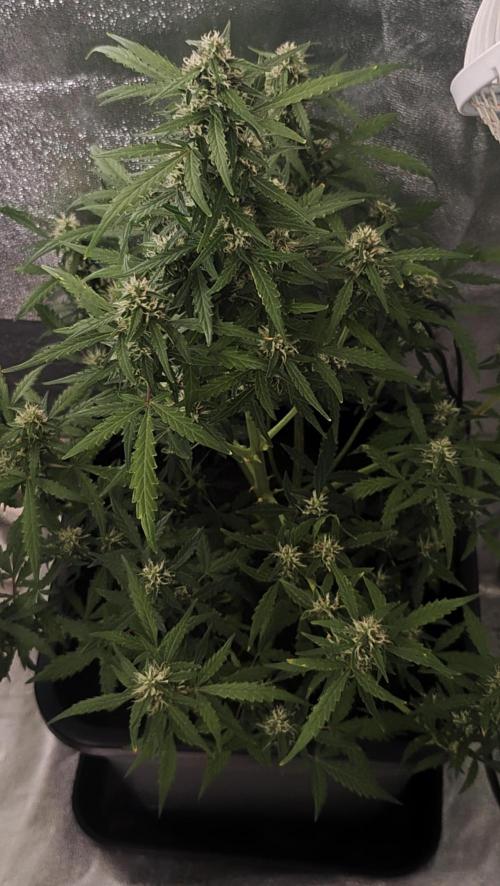 sherbet queen01. Week 8