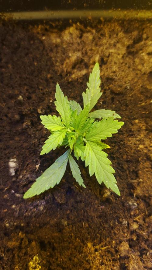 gelato auto01. Week 3