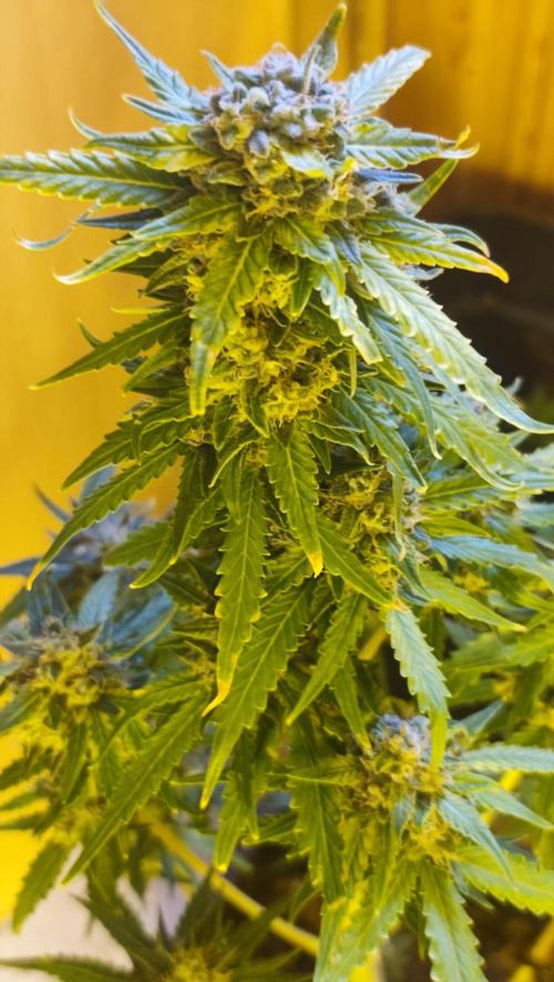 sherbet queen01. Week 9