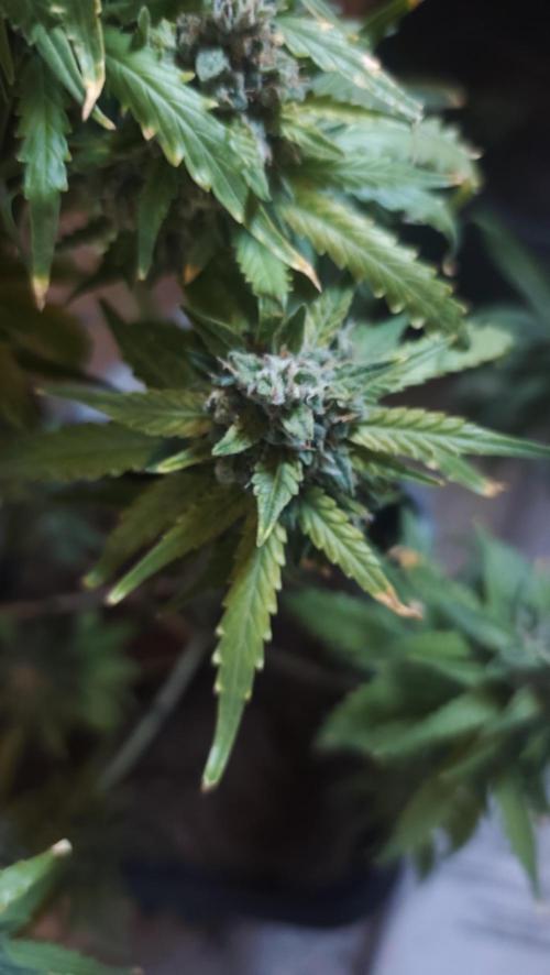 sherbet queen01. Week 9
