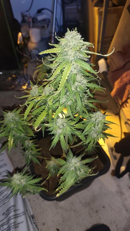 sherbet queen01. Week 9