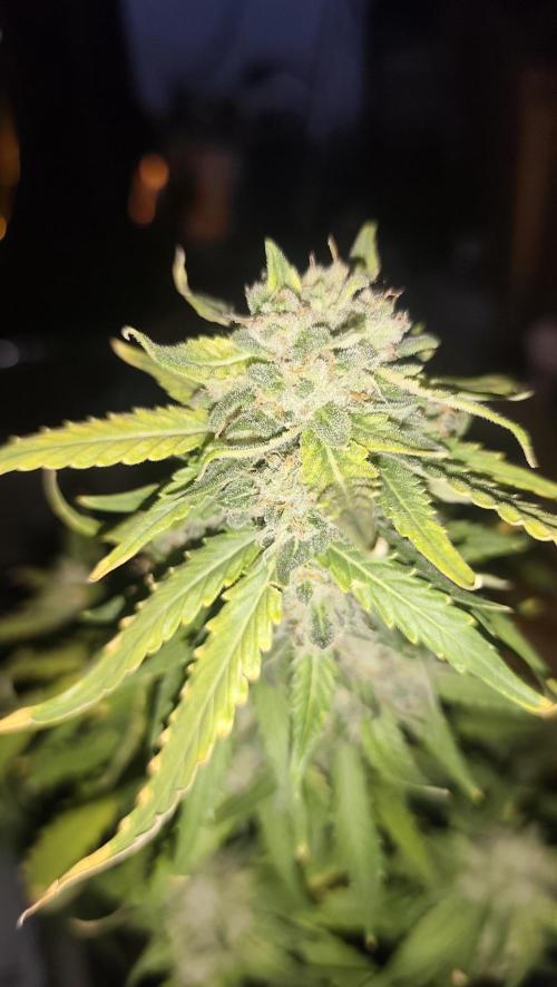 sherbet queen01. Week 9