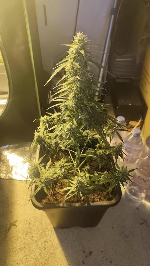 sherbet queen01. Week 9