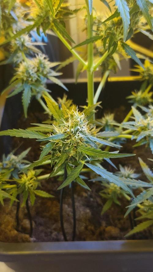 sherbet queen01. Week 9