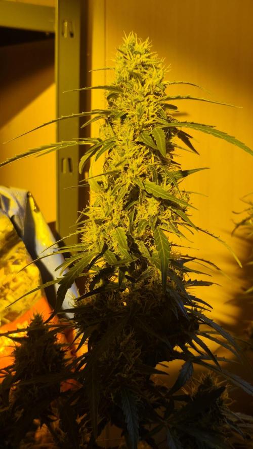 sherbet queen01. Week 9