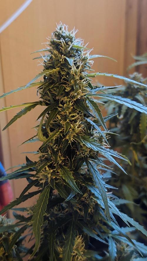 sherbet queen01. Week 9