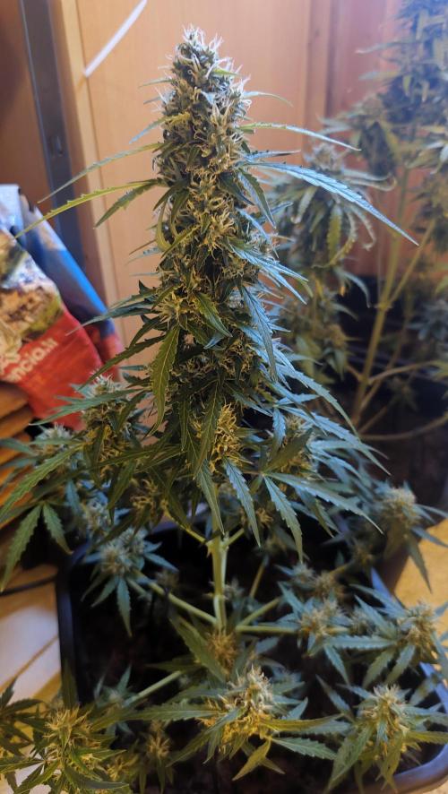 sherbet queen01. Week 9