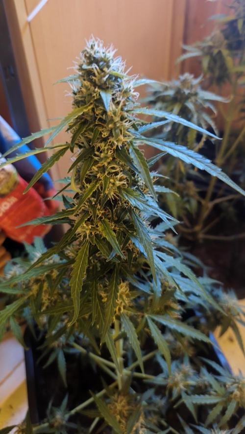 sherbet queen01. Week 9