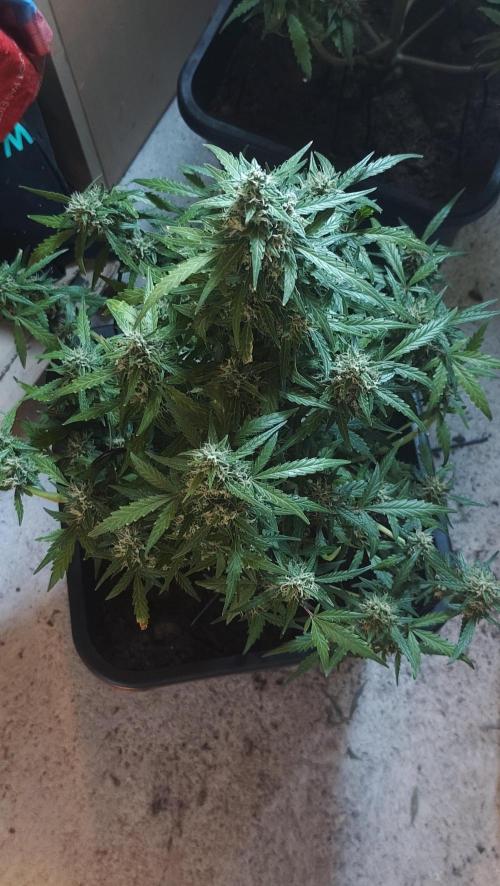 sherbet queen01. Week 9