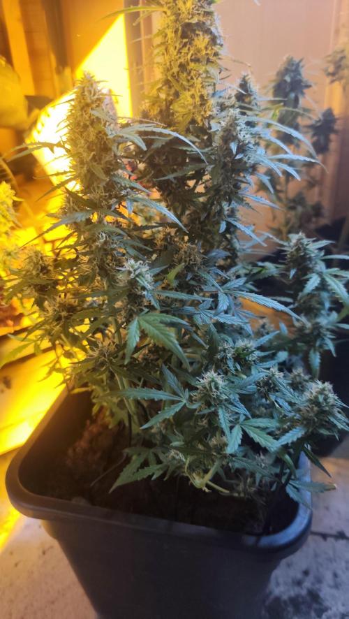 sherbet queen01. Week 9