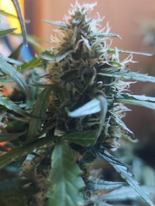 sherbet queen01. Week 9