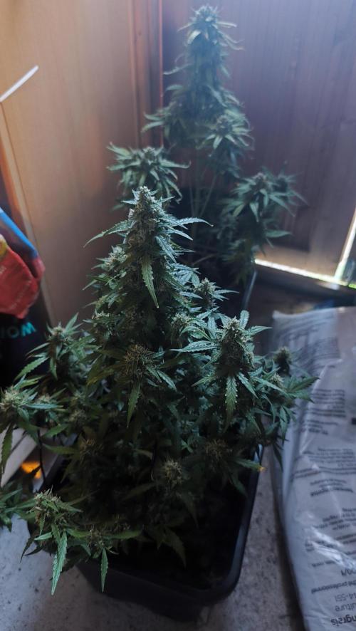 sherbet queen01. Week 9