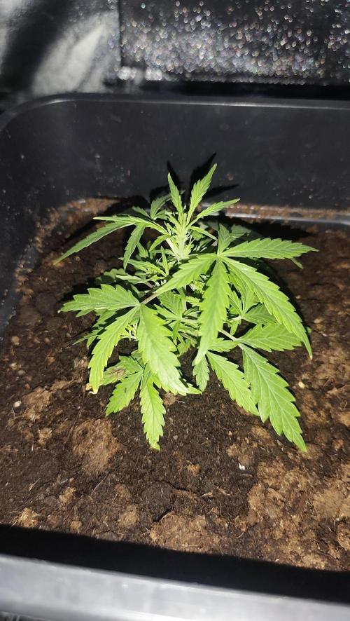 gelato auto01. Week 4 - 10cm.