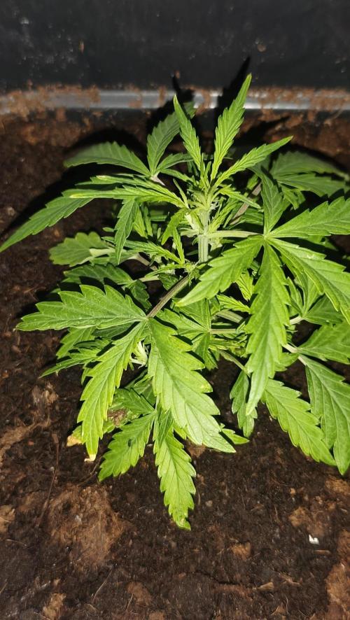 gelato auto01. Week 4 - 10cm.