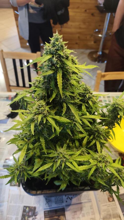 sherbet queen01. Week 10 - 1er rinçage de 40L d'eau, les feuilles ont commencé à changés de couleur. coupe prévue mardi.