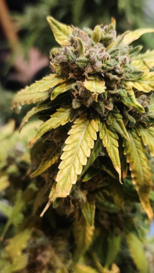 sherbet queen01. Week 10