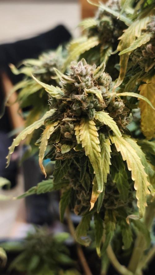 sherbet queen01. Week 10