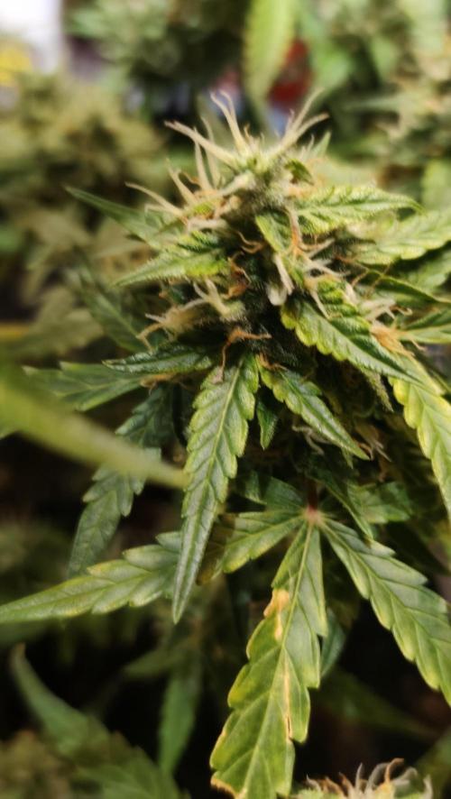sherbet queen01. Week 10