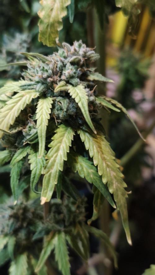sherbet queen01. Week 10